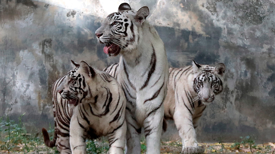 Avani y Vyom, los dos raros cachorros de tigre blanco presentados en un zoo de la India