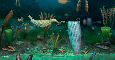 Descubren un 'mundo marino en miniatura' del Ordovícico en Gales