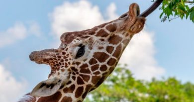 Las jirafas saben 'calcular' dónde está su comida favorita