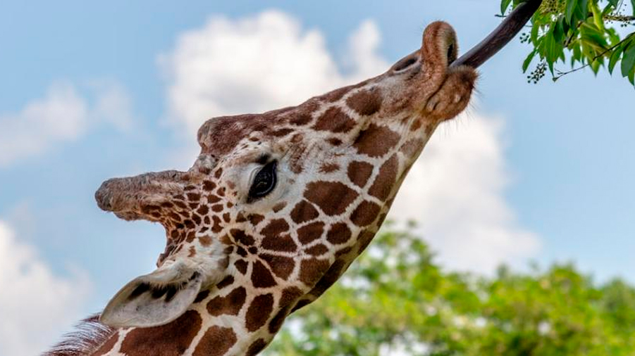 Las jirafas saben 'calcular' dónde está su comida favorita
