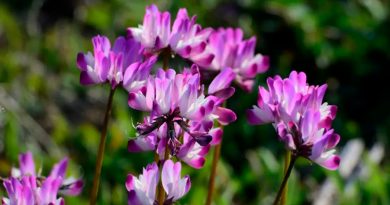 Astragalus, la hierba medicinal china que ayuda a recuperar el corazón