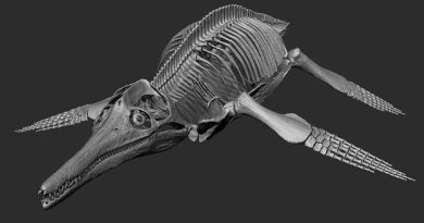 Estudian anatomía y comportamiento de pliosaurio mediante escáner 3D