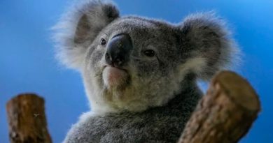 La clamidia pone en riesgo la supervivencia del koala