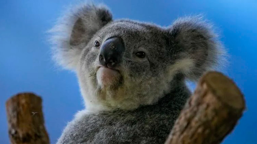 La clamidia pone en riesgo la supervivencia del koala
