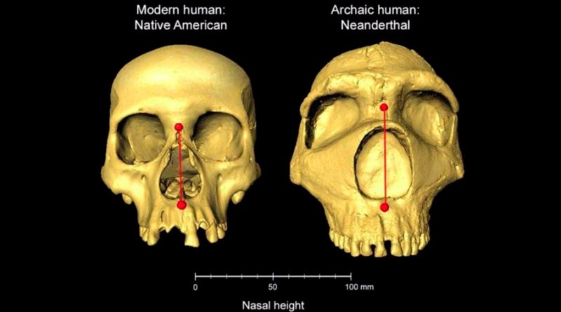 La forma de nuestra nariz es herencia neandertal