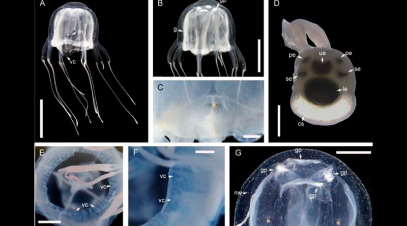 Descubren una nueva especie de medusa con 24 ojos y muy venenosa