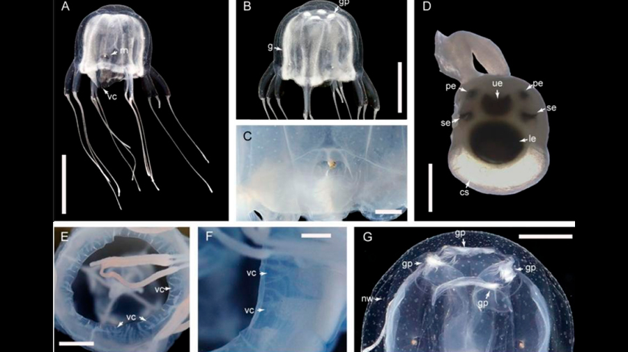 Descubren una nueva especie de medusa con 24 ojos y muy venenosa