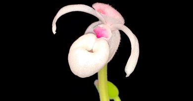 Mexipedium xerophyticum: la orquídea mexicana que lucha contra la extinción de su especie