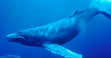 El ruido humano es ajeno al instinto de las ballenas jorobadas