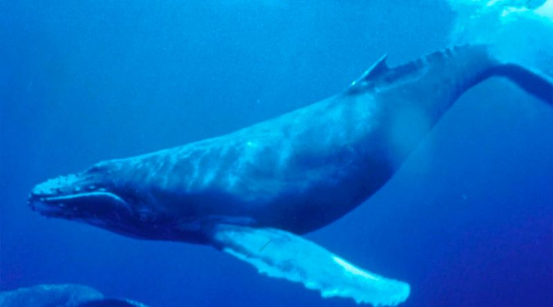 El ruido humano es ajeno al instinto de las ballenas jorobadas