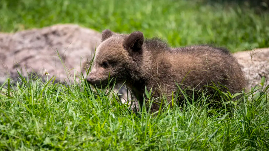 Zoológico de Guatemala presenta a un oso pardo nacido en cautiverio