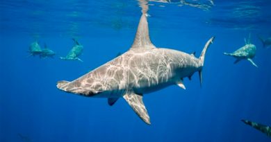 El tiburón martillo contiene la respiración para mantenerse caliente