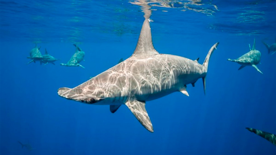El tiburón martillo contiene la respiración para mantenerse caliente