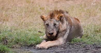 Muere el león más viejo del mundo, lanceado por miembros de la tribu de los Masái