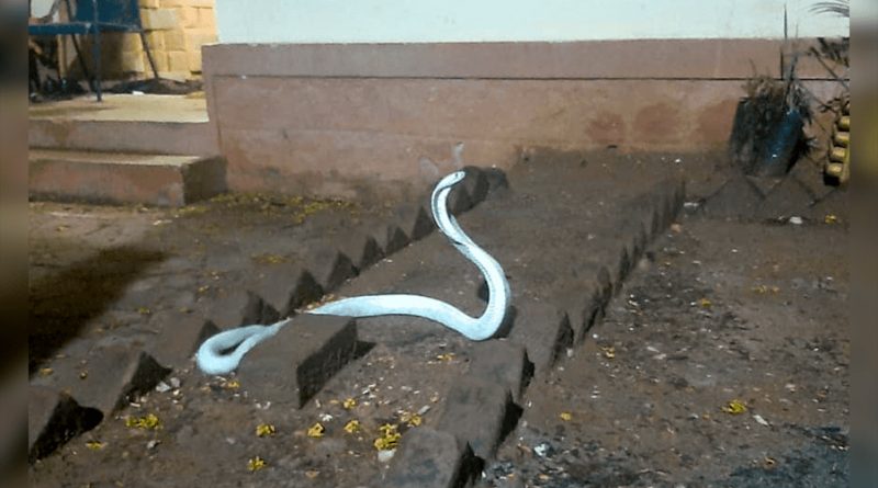 Cobra albina extremadamente rara y mortal aparece en India durante una tormenta