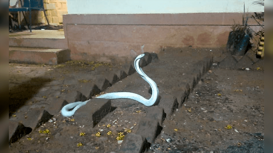 Cobra albina extremadamente rara y mortal aparece en India durante una tormenta