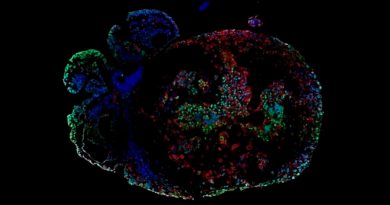 Embriones de mono cultivados en laboratorio desarrollan órganos en 3D