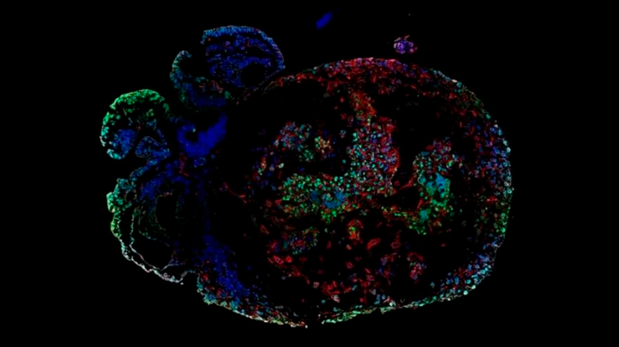 Embriones de mono cultivados en laboratorio desarrollan órganos en 3D