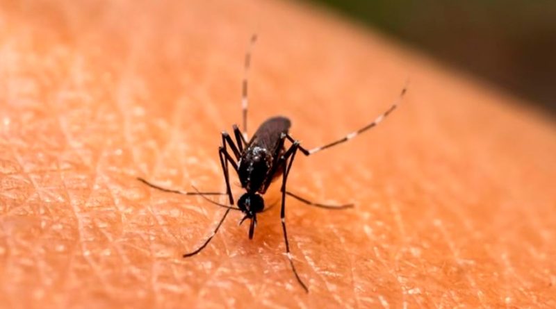 Investigadores descubren un método efectivo para alejar a los mosquitos