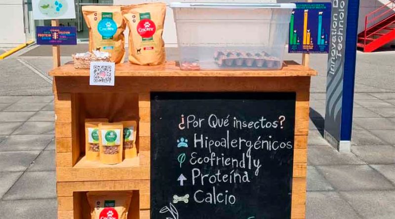 ¡Con insectos! Estudiante mexicana crea alimento sustentable para mascotas
