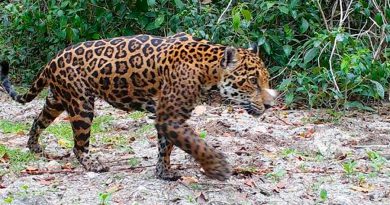 Proyecto de inteligencia artificial identifica jaguares en una reserva reserva de México
