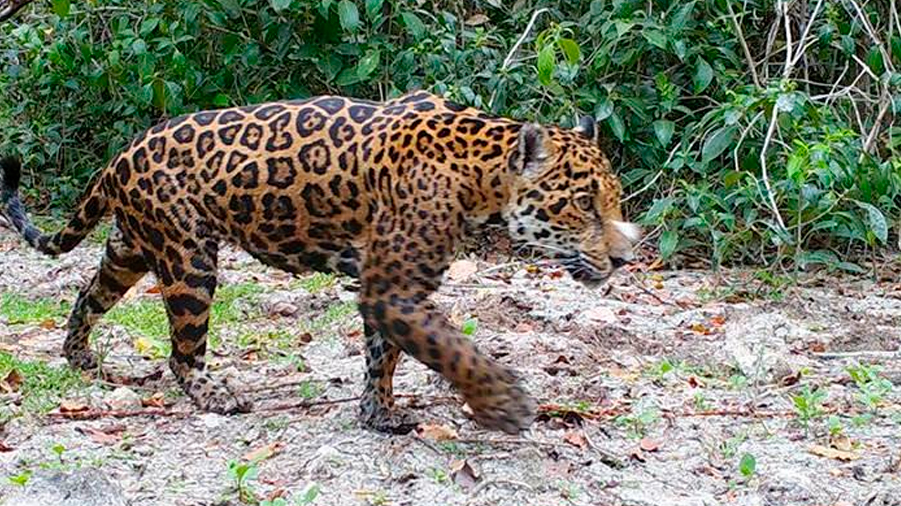 Proyecto de inteligencia artificial identifica jaguares en una reserva reserva de México