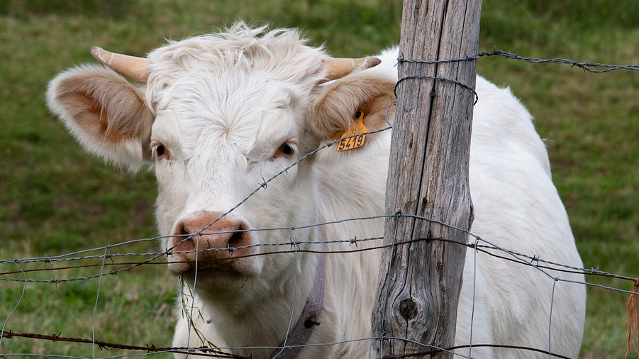 Desarrollan las células madre bovinas inmortalizadas que podrían permitir la producción de carne infinita