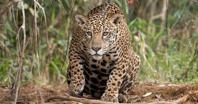 La inteligencia artificial ayuda en la conservación del jaguar en Yucatán, México