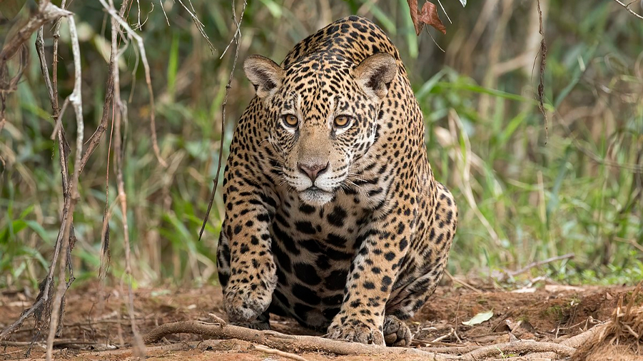 La inteligencia artificial ayuda en la conservación del jaguar en Yucatán, México
