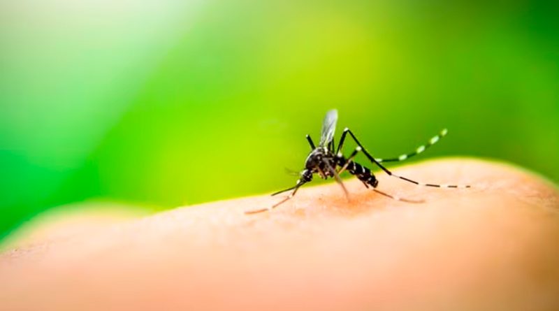 Un estudio señala qué es lo que más atrae a los mosquitos del olor de los humanos