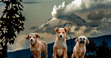 Cómo cuidar a tu perro o gato de la ceniza del Popocatépetl