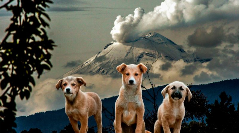 Cómo cuidar a tu perro o gato de la ceniza del Popocatépetl