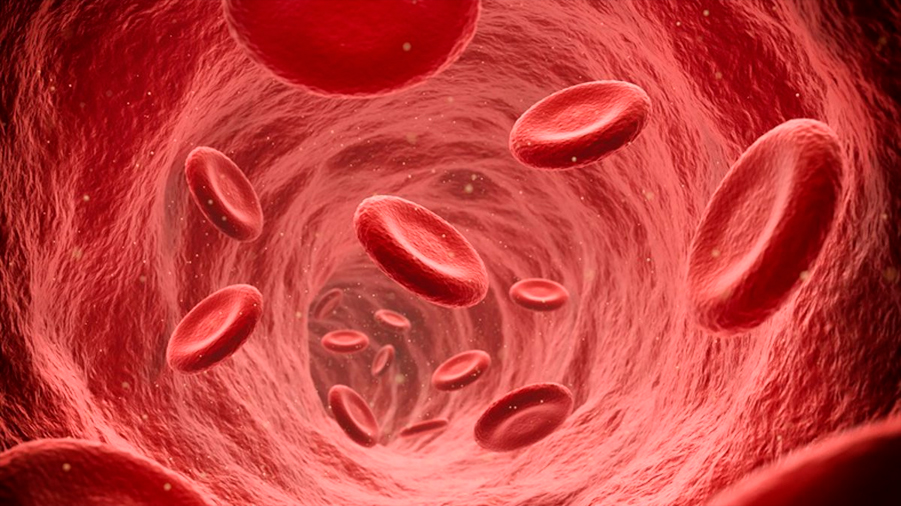 Investigadores crean un vaso sanguíneo con colágeno que podría reemplazar arterias humanas en operaciones