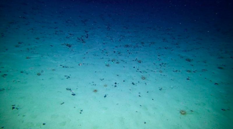 Miles de nuevas especies en un gran fondo marino con potencial minero