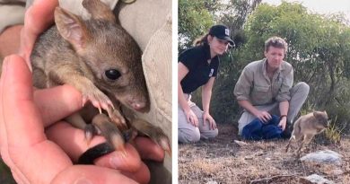 Mini canguros regresan a Australia tras desaparecer por 100 años