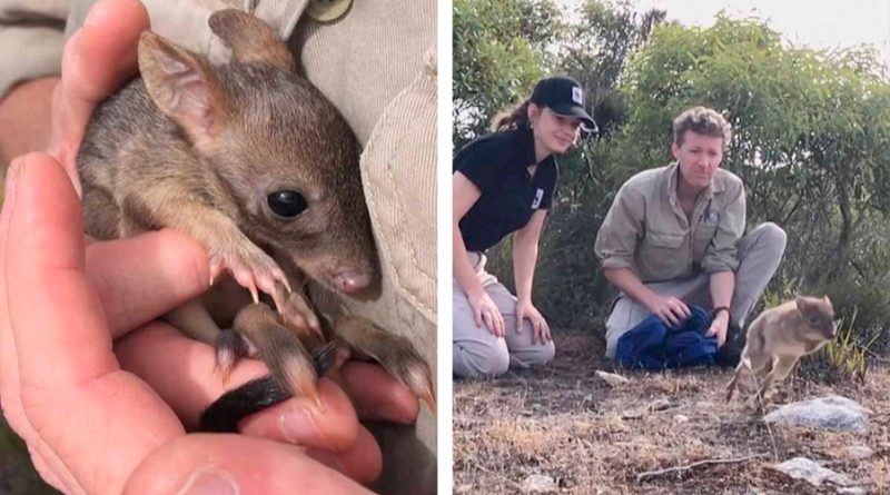 Mini canguros regresan a Australia tras desaparecer por 100 años