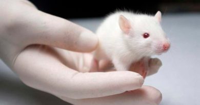 Inducen la hibernación en ratones mediante ultrasonidos