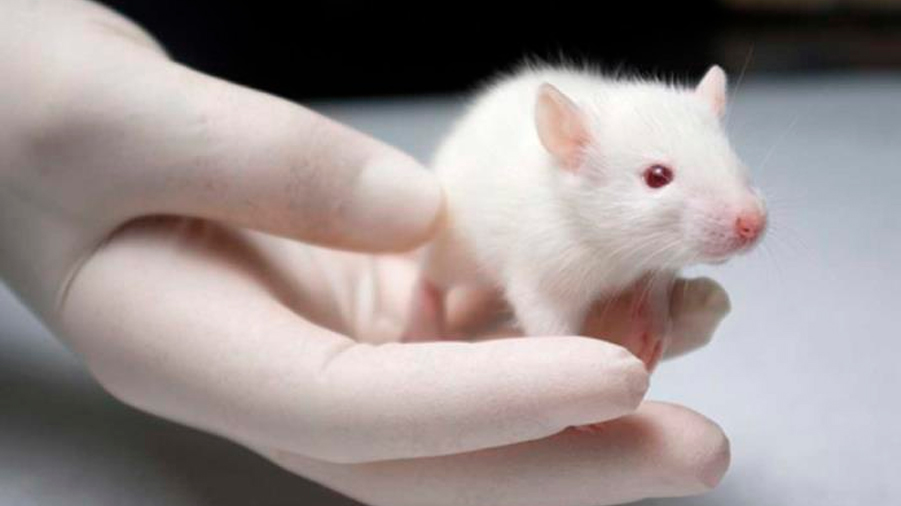 Inducen la hibernación en ratones mediante ultrasonidos