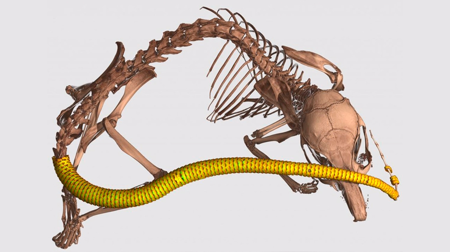 Un roedor africano conserva en su cola una ancestral armadura