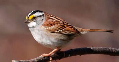 Las aves migratorias tienen un mecanismo para procesar o ignorar información geomagnética