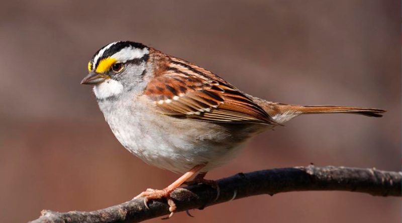 Las aves migratorias tienen un mecanismo para procesar o ignorar información geomagnética
