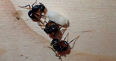 Descubren que hormigas se hacen las muertas en sincronía perfecta