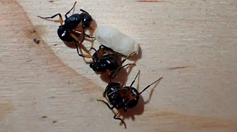 Descubren que hormigas se hacen las muertas en sincronía perfecta