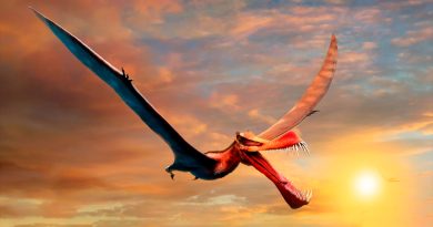 Los pterosaurios ya volaban sobre Australia hace 107 millones de años