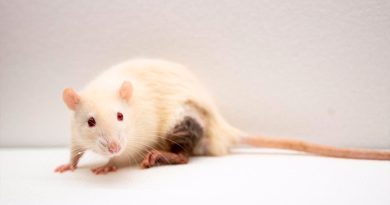 Una terapia génica devuelve por primera vez la audición a ratones mayores