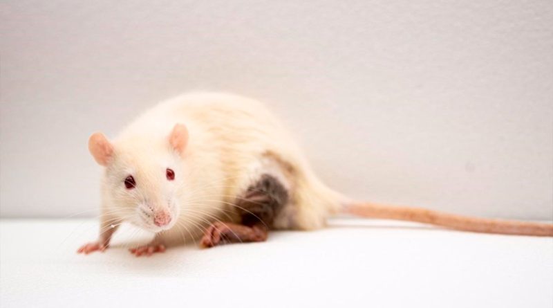 Una terapia génica devuelve por primera vez la audición a ratones mayores
