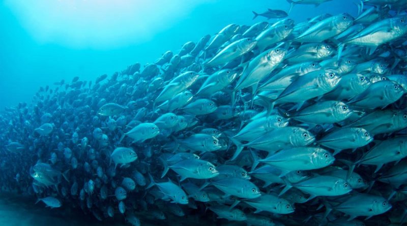 La mayoría de especies marinas está huyendo hacia aguas más frías