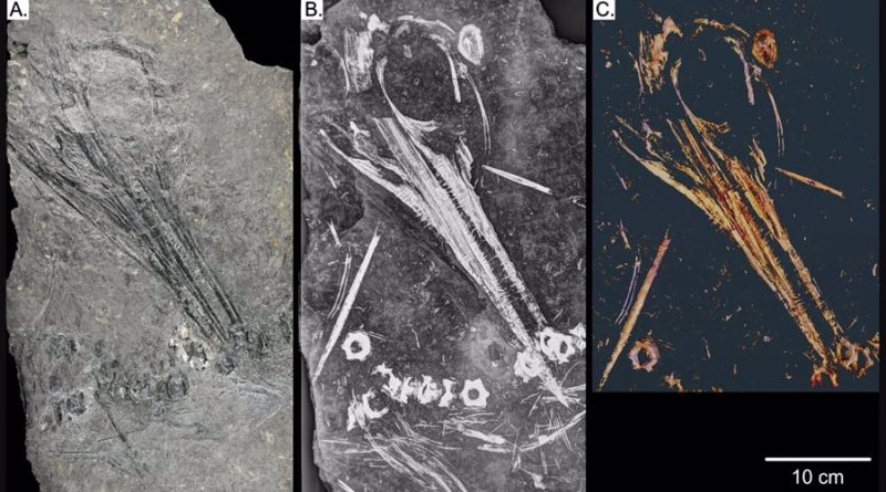 Reptil marino ancestral aplanado es identificado por rayos X