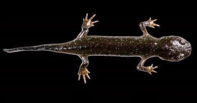Salamandra caníbal: La nueva especie que habría permanecido oculta en China