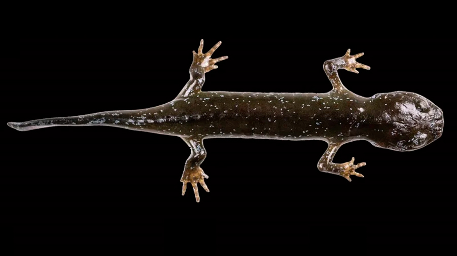 Salamandra caníbal: La nueva especie que habría permanecido oculta en China